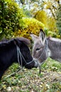 Cute pony and donkey with long mane at natural park