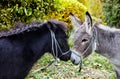 Cute pony and donkey with long mane at natural park