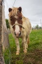 Cute pony with forelock looking at camera. Small brown horse at the farm. Livestock concept. Portrait of beautiful pony.