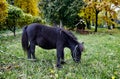 Cute pony with long mane at natural park