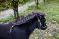 Cute pony with long mane at natural park