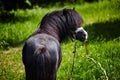 Cute pony with long mane at natural park,enjoying nice weather