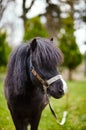 Cute pony with long mane at natural park,enjoying nice weather