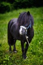 Cute pony with long mane at natural park,enjoying nice weather