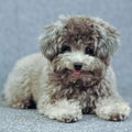 Cute Poodle