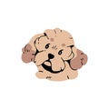 Cute Poodle avatar. Fluffy puppy of toy breed doggy. Funny pup of maltese lap dog. Happy maltipoo face portrait. Amusing