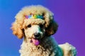 Cute poodle on bright multicolored background. Portrait of charming dog with curly fur. Generative AI.