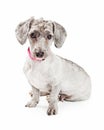 Cute Poodle and Dachshund Crossbreed Dog