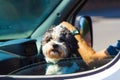 Cute poodle dog at car window