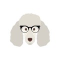 Cute Poodle Dog in fashion glasses.