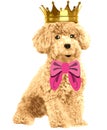 Cute Poodle dog with gold crown and bow