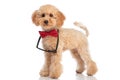 Cute poodle dog posing with his sunglasses and bowtie Royalty Free Stock Photo