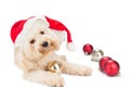 Cute poodle dog in santa costume posing with Christmas ornaments Royalty Free Stock Photo