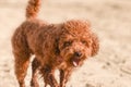 cute poodle with a funny muzzle in the pose of a running animal,photo in the moment of a jump at sunset.Dog with apricot crush Royalty Free Stock Photo