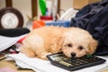 Cute poodle puppy dog resting on a calculator placed on a messy office desk Royalty Free Stock Photo