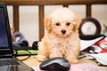 Cute poodle puppy dog sitting on a messy office desk next to a laptop computer and mouse Royalty Free Stock Photo