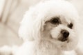 Cute poodle puppy feeling of the eyes in sepia tone
