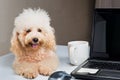 Cute poodle puppy resting on office desk with laptop computer