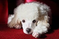 Cute poodle relaxing