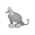 Cute poodle in sitting position, side view. Home pet. Small dog with gray fluffy coat. Domestic animal. Flat vector Royalty Free Stock Photo