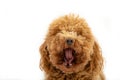 Cute poodle yawning in photo studio