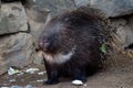 Cute porcupine relaxing in nature. Animal scene.