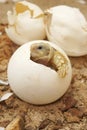 Cute portrait of baby tortoise hatching Africa spurred tortoise
