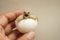 Cute portrait of baby tortoise hatching Africa spurred tortoise