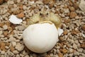 Cute portrait of baby tortoise hatching Africa spurred tortoise