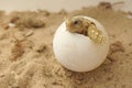 Cute portrait of baby tortoise hatching Africa spurred tortoise