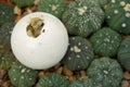 Cute portrait of baby tortoise hatching Africa spurred tortoise