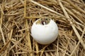 Cute portrait of baby tortoise hatching Africa spurred tortoise