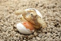 Cute portrait of baby tortoise hatching Africa spurred tortoise