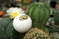 Cute portrait of baby tortoise hatching Africa spurred tortoise