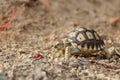 Cute portrait of baby tortoise hatching Africa spurred tortoise