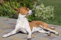 Basenji dog lying on a pavement and acquiring a stylish tan