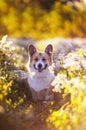 Cute portrait of a beautiful Corgi dog puppy lie down on a Sunny bright blooming meadow