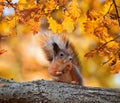 Cute portrait with beautiful fluffy red squirrel sitting in autumn Park on a tree oak with bright Golden foliage