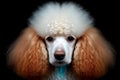 Cute portrait of a beautiful groomed poodle
