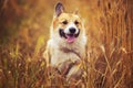 Cute portrait of beautiful puppy dog Corgi fun runs in Golden ears on a field of ripe wheat in the village in the summer funny Royalty Free Stock Photo