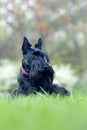 Cute portrait of black Scottish Terrier Dog Evening light with terrier in yellow grass. Sunset in the garden Royalty Free Stock Photo