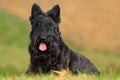 Cute portrait of black Scottish Terrier Dog with stuck out pink tongue sitting on green grass lawn