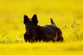 Cute portrait of black Scottish Terrier Dog with stuck out pink tongue sitting on green grass lawn. Evening light with terrier. Su Royalty Free Stock Photo