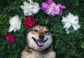 dog lies on a green meadow surrounded by lush grass and flowers of pink fragrant peonies and white roses Royalty Free Stock Photo