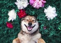 Cute portrait of a brown dog lies on a green meadow surrounded by lush grass and flowers of pink fragrant peonies and white roses