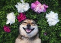 portrait of a brown dog lies on a green meadow surrounded by lush grass and flowers of pink fragrant peonies and white roses