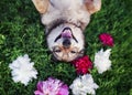 Portrait of a brown dog lies on a green meadow surrounded by lush grass and flowers of pink fragrant peonies and white roses Royalty Free Stock Photo