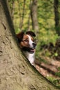 a cute portrait of a brown and white dog sitting behind a big tree in the forest and looking out Royalty Free Stock Photo