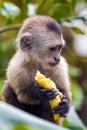 Cute portrait of capuchin wild monkey eating banana