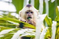 Cute portrait of capuchin wild monkey eating on palm tree